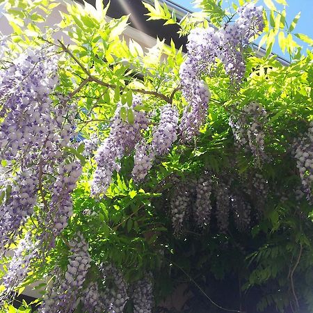 Guest House Wisteria Drezda Kültér fotó