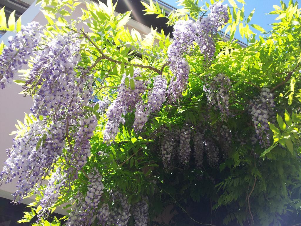 Guest House Wisteria Drezda Kültér fotó